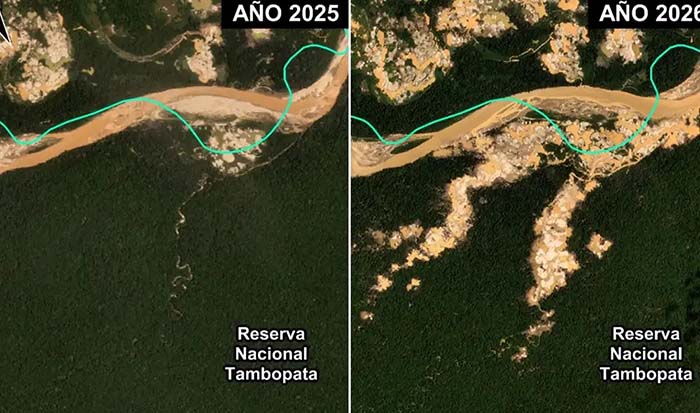 Madre de Dios: minería ilegal avanza en área protegida de Tambopata y deforesta más de 500 hectáreas 